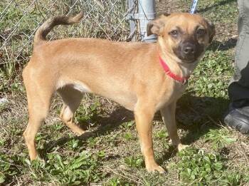 Rescue Chihuahua and Mixed Breed Dogs for Adoption in Mckinleyville, California - MAY | PetCurious