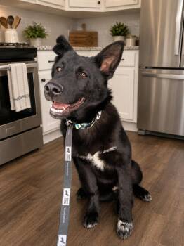 Onyx -  Belgian Shepherd Malinois and Husky Dog for Adoption in Thornton, Colorado - Onyx | PetCurious