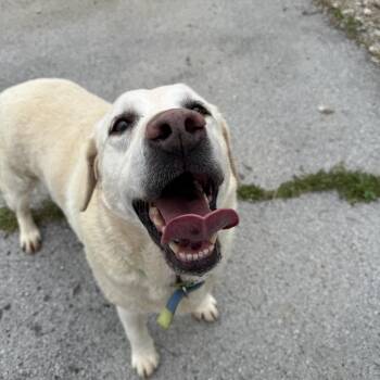 Yellow Labrador Retriever Dogs Available for Adoption - Polar Bear | PetCurious