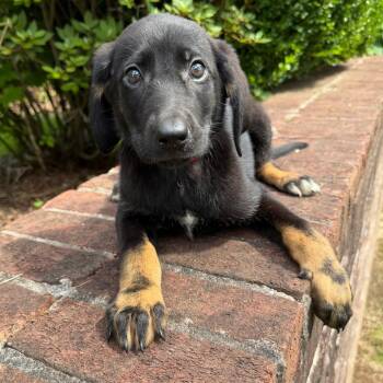 Redbone Coonhound and Mixed Breed Dogs Available for Adoption in Brownsboro, Alabama - Mavis | PetCurious