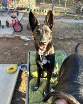 Rescue German Shepherd Dog Dogs for Adoption in Kutztown, Pennsylvania - Bella | PetCurious