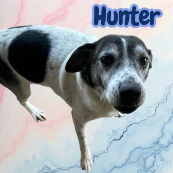 Rescue Labrador Retriever and Hound Dogs for Adoption in Chuckey, Tennessee - Hunter - NJ (Sweet Adult - Good With KIDS & FEMALE DOGS) | PetCurious