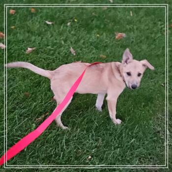 Alice -  Carolina Dog and American Staffordshire Terrier Dog for Adoption in Monroe, Michigan - Alice | PetCurious