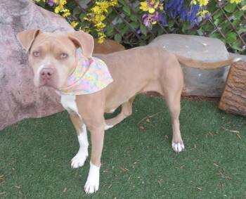 Pit Bull Terrier and Mixed Breed Dogs Available for Adoption - BUTTERSCOTCH | PetCurious