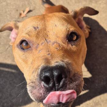 Rescue Pit Bull Terrier Dogs for Adoption in Pottsboro, Texas - Elijah | PetCurious