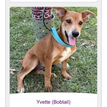 Rescue Vizsla Dogs for Adoption in Pottsville, Pennsylvania - Yvette | PetCurious
