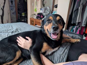 Frank -  Mixed Breed and Rottweiler Dog for Adoption in Didsbury, Alberta - Frank | PetCurious