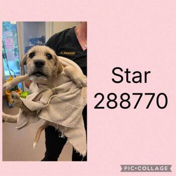 STAR -  Mixed Breed Dog for Adoption in Macon, Georgia - STAR | PetCurious