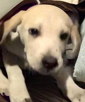Labrador Retriever Dogs Available for Adoption - Dopey  | PetCurious