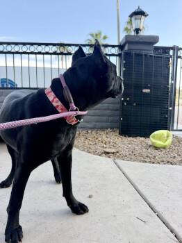 Lexi 2 -  Cane Corso Dog for Adoption in Glendale, Arizona - Lexi 2 | PetCurious