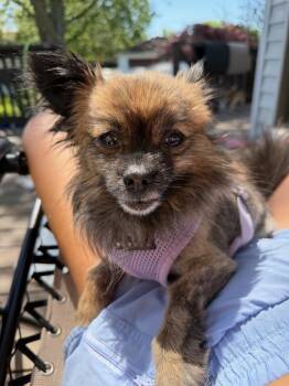 Pomeranian Dogs Available for Adoption in Wadsworth, Ohio - Miracle | PetCurious