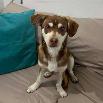 RINGO -  Chihuahua and Terrier Dog for Adoption in Graham, Washington - RINGO | PetCurious