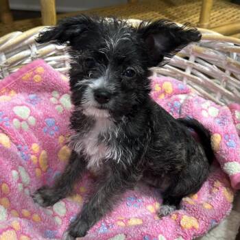 Miniature Schnauzer and Yorkshire Terrier Dogs Available for Adoption in Closter, New Jersey - Locket | PetCurious