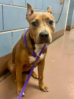 Elaris -  Pit Bull Terrier Dog for Adoption in Chicago, Illinois - Elaris | PetCurious