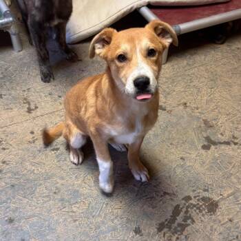 Labrador Retriever and Mixed Breed Dogs Available for Adoption - Nash | PetCurious