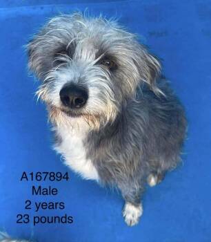 Alfredo -  Terrier and Mixed Breed Dog for Adoption in Calgary, Alberta - Alfredo | PetCurious