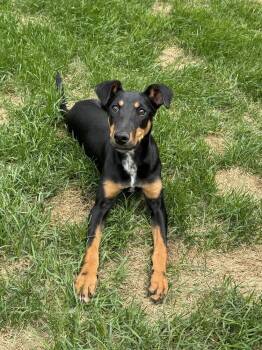 Penny -  Doberman Pinscher Dog for Adoption in Lafayette, Colorado - Penny | PetCurious