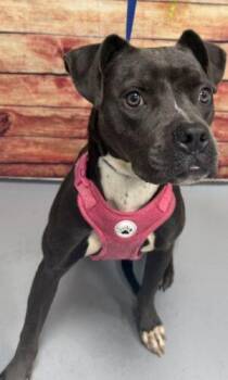 AC-5364 "Princess" -  Pit Bull Terrier Dog for Adoption in Conyers, Georgia - AC-5364 "Princess" | PetCurious