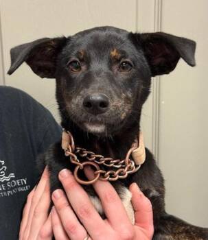 Terrier Dogs Available for Adoption in Littleton, Colorado - Lacie | PetCurious