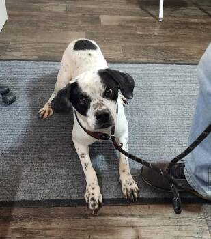 Pug Dogs Available for Adoption in Cambridge, Ohio - PONGO (098-26) | PetCurious