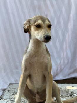 Payasita -  Labrador Retriever and Whippet Dog for Adoption in Ramona, California - Payasita | PetCurious
