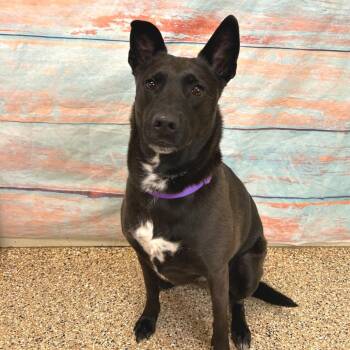 Mixed Breed Dogs Available for Adoption in Cheyenne, Wyoming - Ember | PetCurious