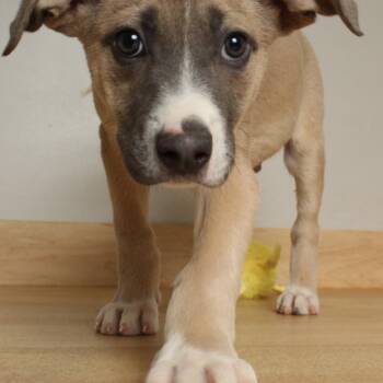 Australian Shepherd and Terrier Dogs Available for Adoption in Minnetonka, Minnesota - Griphook D68965 | PetCurious