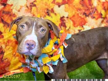 Rescue Mixed Breed Dogs for Adoption in West Palm Beach, Florida - CANELA | PetCurious