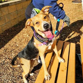 Hound Dogs Available for Adoption - Tinsel | PetCurious