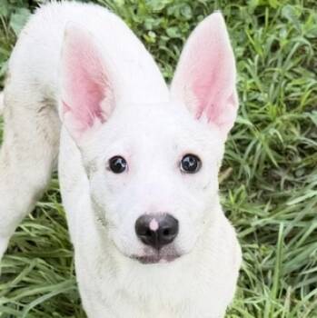 Samantha Mae Sugarbear -  Mixed Breed Dog for Adoption in Andover, Massachusetts - Samantha Mae Sugarbear | PetCurious
