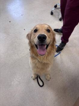 ANDY -  Golden Retriever Dog for Adoption in Hagerstown, Maryland - ANDY | PetCurious