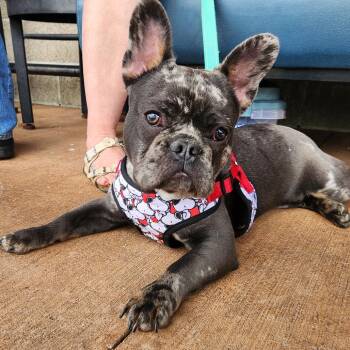Beckett -  French Bulldog Dog for Adoption in Huber Heights, Ohio - Beckett | PetCurious