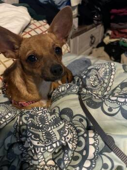 Tiny Kim -  Chihuahua and Jack Russell Terrier Dog for Adoption in Colorado Springs, Colorado - Tiny Kim | PetCurious