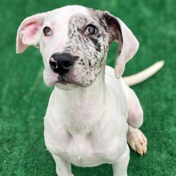 Great Dane and Rhodesian Ridgeback Dogs Available for Adoption in Gainesville, Texas - Blossom  | PetCurious