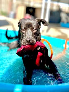 Rescue Black Labrador Retriever and Mixed Breed Dogs for Adoption in Oxford, Michigan - Stella | PetCurious