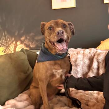 American Staffordshire Terrier Dogs Available for Adoption in Olympia, Washington - Marley | PetCurious