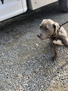 Rescue Pit Bull Terrier Dogs for Adoption in Woodland, California - *HAWTHORN | PetCurious