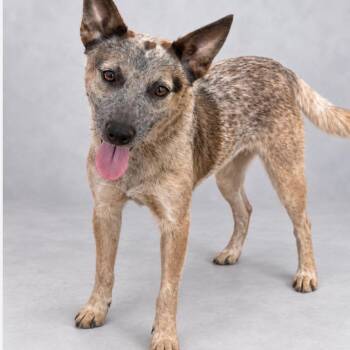 Simon -  Cattle Dog Dog for Adoption in Phoenix, Arizona - Simon | PetCurious