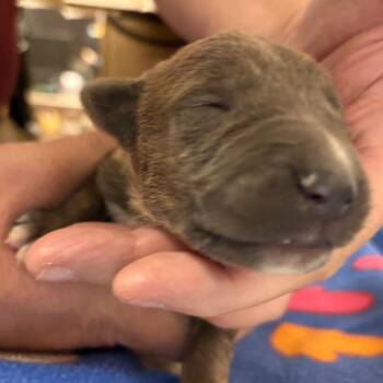 Border Collie Dogs Available for Adoption in Yuma, Arizona - Levi | PetCurious