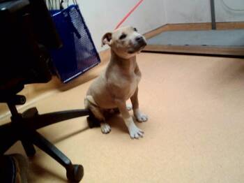 Pit Bull Terrier Dogs Available for Adoption in Martinez, California - PESTO | PetCurious