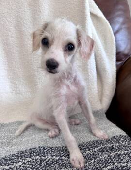 Dash -  Parson Russell Terrier Dog for Adoption in San Diego, California - Dash | PetCurious