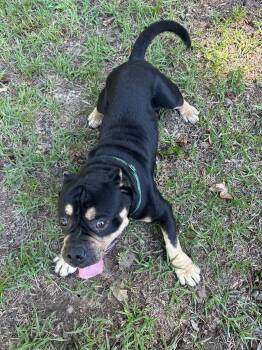 Bull Dozer -  Mixed Breed Dog for Adoption in Thomasville, North Carolina - Bull Dozer | PetCurious