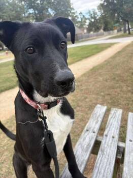 Rescue Black Labrador Retriever Dogs for Adoption in Humble, Texas - Stacy | PetCurious