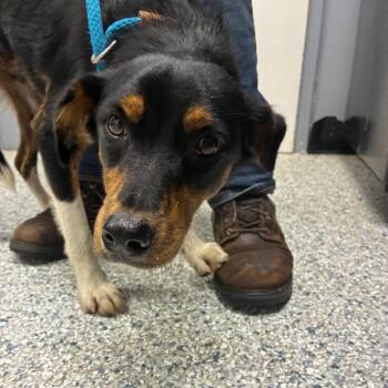 Zeth -  Border Collie and Mixed Breed Dog for Adoption in Birmingham, Alabama - Zeth | PetCurious