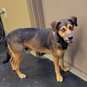Skip -  Shepherd and Labrador Retriever Dog for Adoption in Fairfax Station, Virginia - Skip | PetCurious
