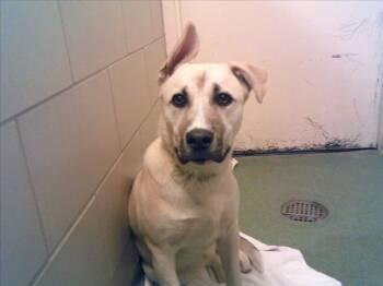 Rescue Mixed Breed Dogs for Adoption in Santa Fe, New Mexico - EMMIE | PetCurious