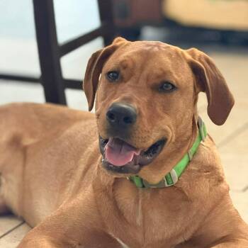 Redbone Coonhound and Labrador Retriever Dogs Available for Adoption in San Antonio, Texas - Clyde  | PetCurious