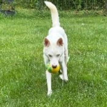 Molly -  Siberian Husky Dog for Adoption in Monticello, New York - Molly | PetCurious