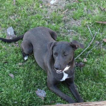 Belle -  Labrador Retriever Dog for Adoption in Falmouth, Maine - Belle | PetCurious