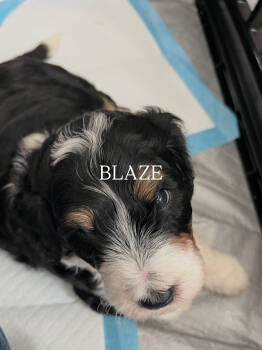 BLAZE -  Bernedoodle Dog for Adoption in Grand Junction, Colorado - BLAZE | PetCurious